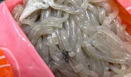 粉条爆料视频大全集最新,揭秘幕后真相，带你走进食品安全世界