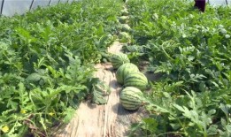 安丘大瓜爆料视频最新,揭秘惊人内幕，真相令人震惊！