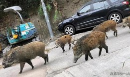 杭州高速野猪最新爆料事件,惊险瞬间，交通受阻紧急应对